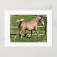 Palomino Arabian Postcard