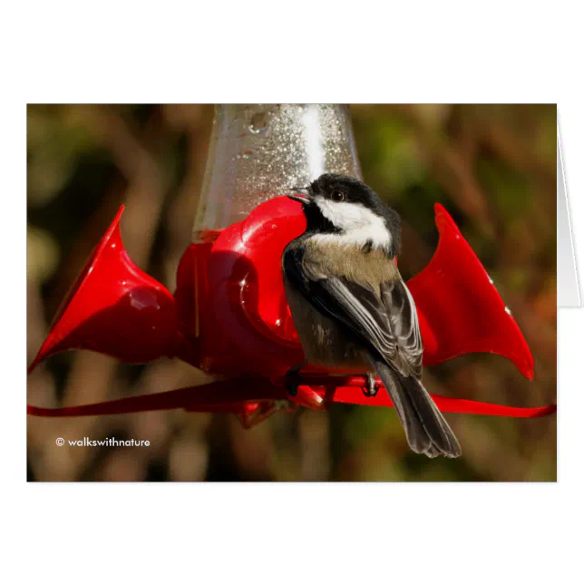 Black-Capped Chickadee Caught Red-Handed