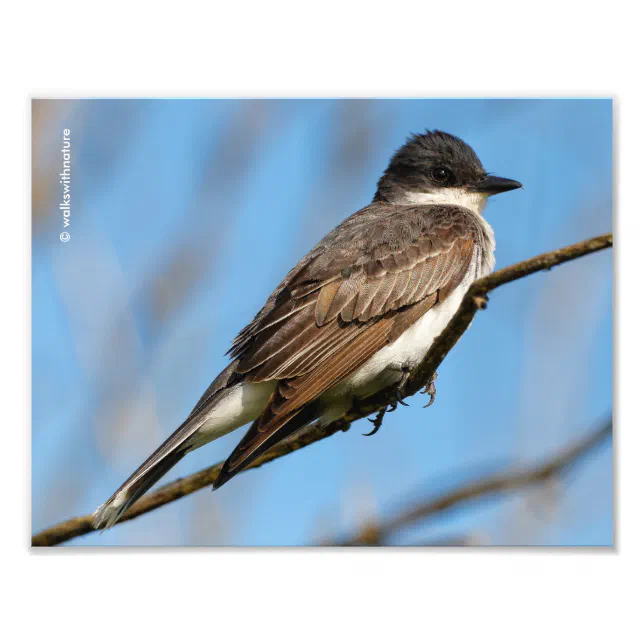 Eastern Kingbird on a Branch Photo Print