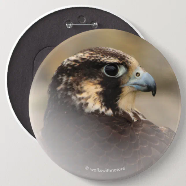 Vignetted Profile of a Peregrine Falcon Pinback Button