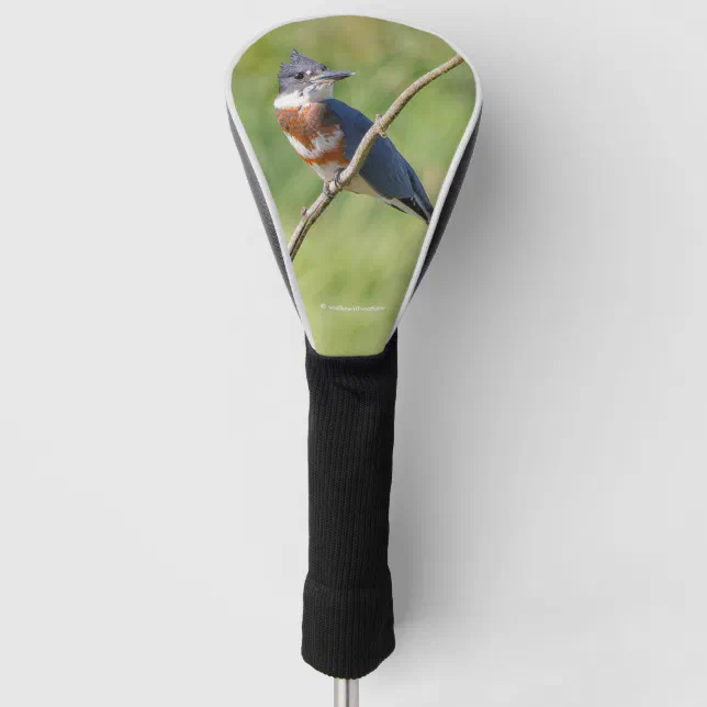 Female Belted Kingfisher Out on a Limb Golf Head Cover