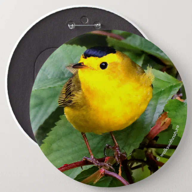 Beautiful Wilson's Warbler in the Cherry Tree Pinback Button