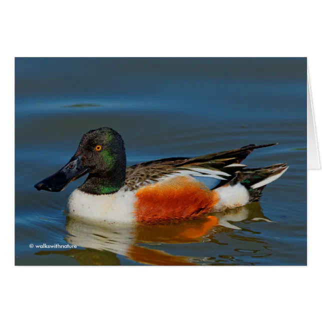 Closeup of a Handsome Northern Shoveler Duck