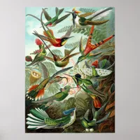 Hummingbirds Poster