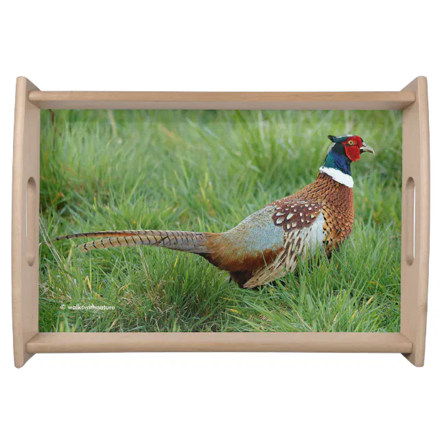 A Ring-Necked Pheasant Crosses the Road Serving Tray