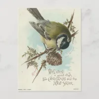 Vintage Bird And Pine Branch Postcard