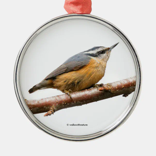 Beautiful Red-Breasted Nuthatch Songbird on Branch Metal Ornament