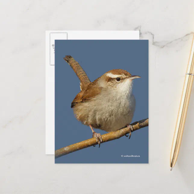 Curious Bewick's Wren Songbird on Branch Postcard