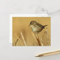 Beautiful Marsh Wren Songbird in the Reeds Postcard