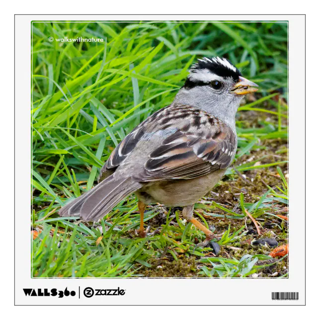 Beautiful White-Crowned Sparrow in the Grass Wall Sticker