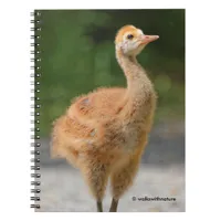 Portrait of a Sandhill Crane Colt Notebook