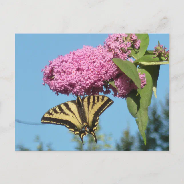 Yellow Tiger Swallowtail on Pink Butterfly Bush Fl Postcard