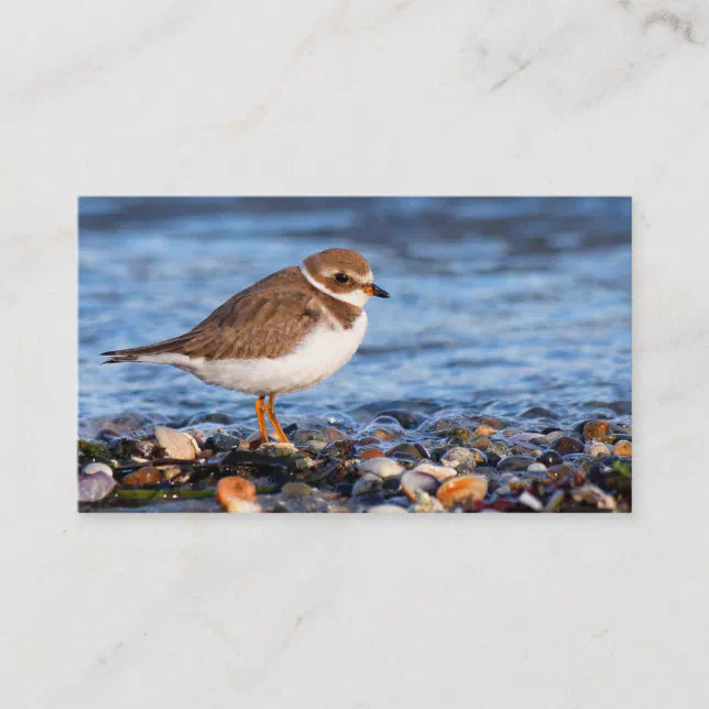 Beautiful Semipalmated Plover at the Beach Business Card