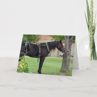 Waiting Amish Horse Card