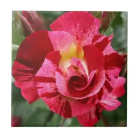 Red and Pink Rose Ceramic Tile