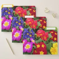 Colorful Spring Medley of Primulas Flowers File Folder