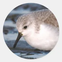 Cute Sanderling Sandpiper Wanders Winter Shores Classic Round Sticker