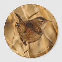 A Beautiful Marsh Wren in--Where Else?--the Marsh Magnet