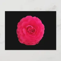 Bright Pink Camellia Postcard