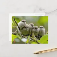 Heartwarming Cute Bushtits Songbirds Family Photo Postcard