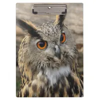 Cute eagle owl photography   clipboard