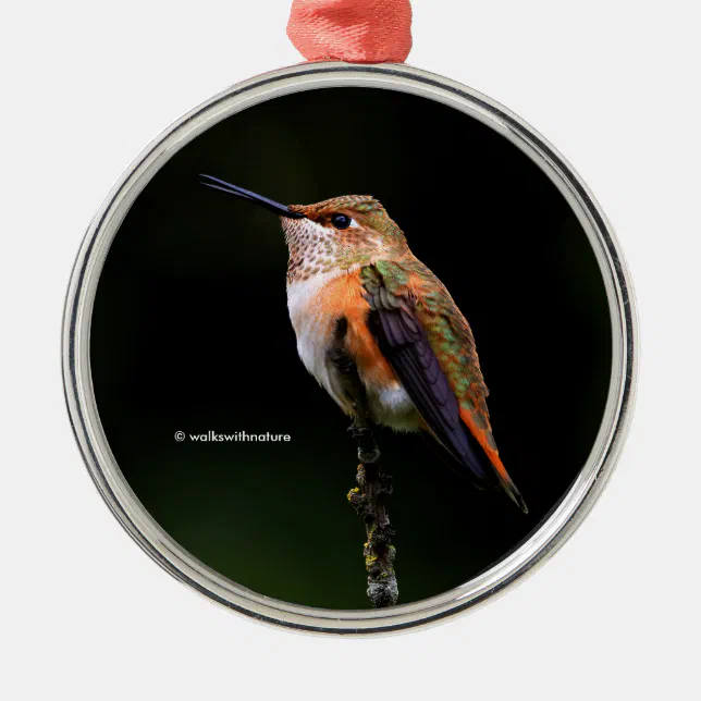 Cute Rufous Hummingbird on Fruit Tree Metal Ornament