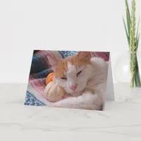 Kitty Thanksgiving Holiday Card