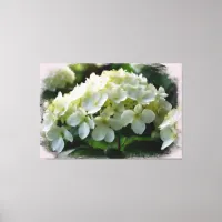 *~* White Hydrangea TV2 Art Stretched Canvas Print