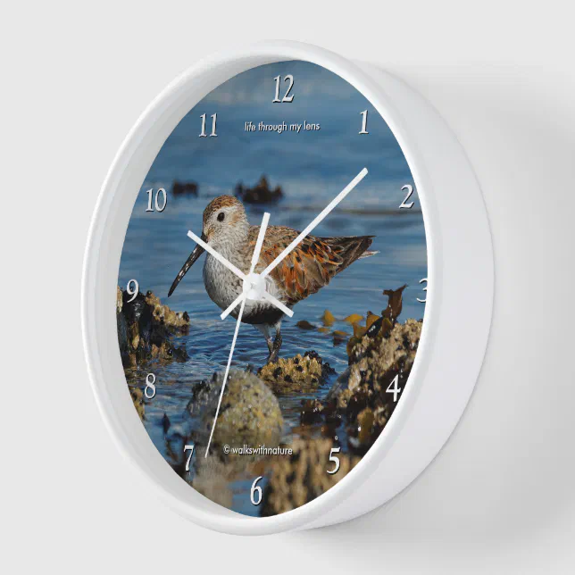 Stunning Dunlin Sandpiper Shorebird at the Beach Clock