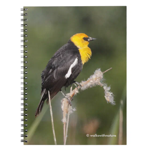 Striking Yellow-Headed Blackbird in the Marsh Notebook