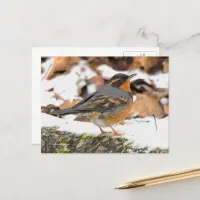 Beautiful Varied Thrush Songbird on Snowy Ground Postcard