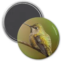 Anna's Hummingbird on Scarlet Trumpetvine Magnet