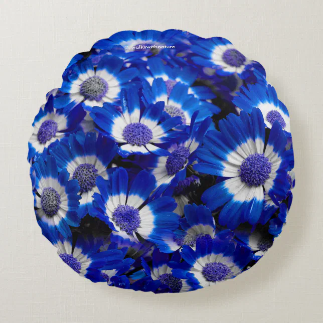 Beautiful Royal Blue Cineraria Flowers Round Pillow