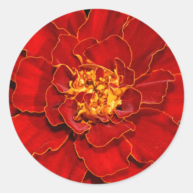 Beautiful Durango Red Marigold Classic Round Sticker