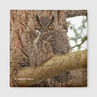 Great Horned Owl in the Douglas Fir Magnet