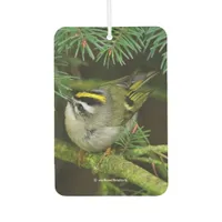 Cute Kinglet Songbird Causes Stir in the Fir Air Freshener