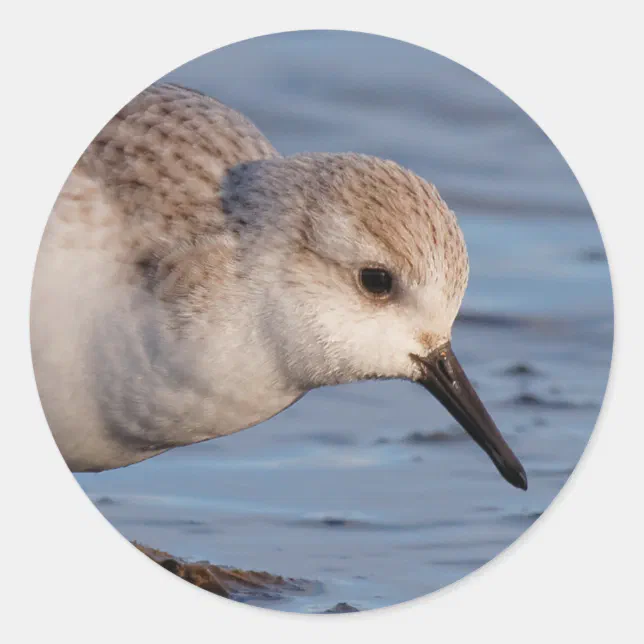 Cute Sanderling Sandpiper Strolls Wintry Beach Classic Round Sticker