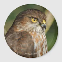 Gorgeous Sharp-Shinned Hawk Comes A-Callin' Magnet