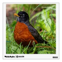 Curious American Robin Songbird in the Grass Wall Sticker