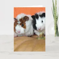 Thanksgiving Guinea Pigs On Pumpkin Holiday Card