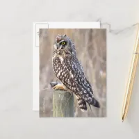 Stunning Short-Eared Owl with Vole Postcard
