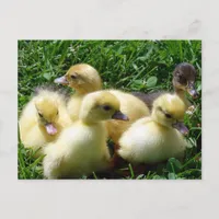 Ducklings Postcard