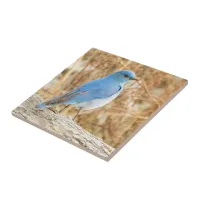 Beautiful Mountain Bluebird at the Beach Ceramic Tile