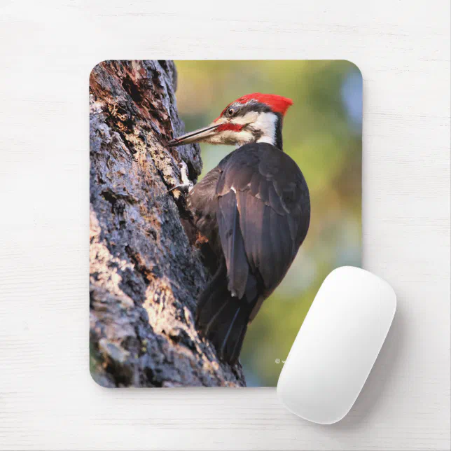 Beautiful Pileated Woodpecker on the Tree Mouse Pad