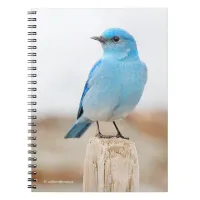 Beautiful Mountain Bluebird on Beach Stump Notebook
