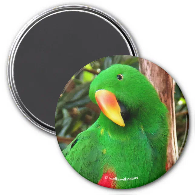 "The Green Orator" Eclectus Parrot Magnet