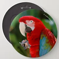 Profile of a Pretty Green-Winged Macaw Pinback Button