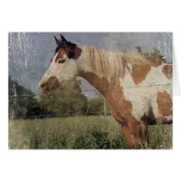 Pinto Horse Grunge