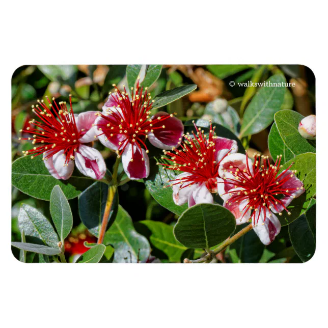 A Quartet of Pineapple Guava / Guavasteen Flowers Magnet