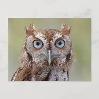 Eastern Screech Owl Photograph Postcard